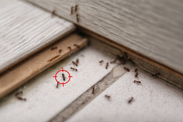Best Pest Removal Services  in Colbert, OK