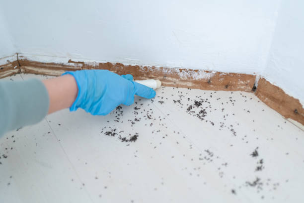 Best Ant Control Services  in Colbert, OK